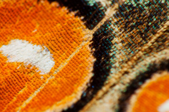 Macro detail colors of butterfly wing