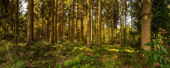 Fototapeta na wymiar Beautiful green forest panorama with sun rays coming through.