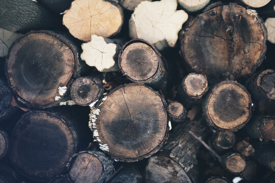 Winter Wood Pile