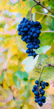 red wine grapes