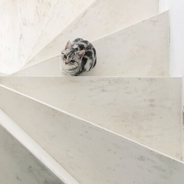 Portrait of Cat sitting on stairs
