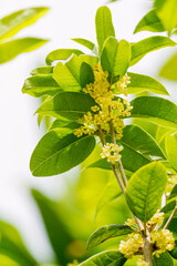 Fototapeta premium Group of Sweet osmanthus or Sweet olive flowers blossom on its tree