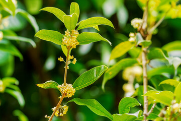 Group of Sweet osmanthus or Sweet olive flowers blossom on its tree