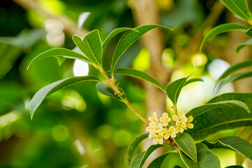 Fototapeta premium Group of Sweet osmanthus or Sweet olive flowers blossom on its tree