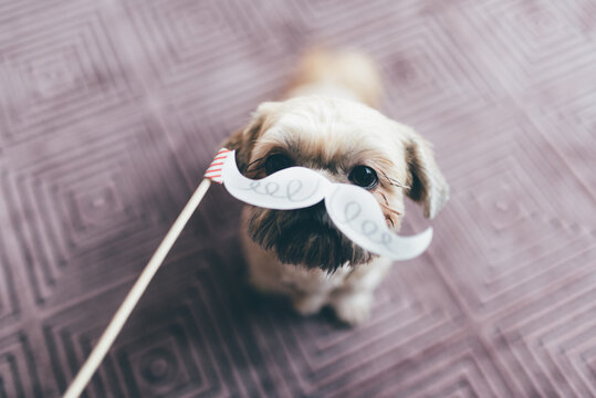 A dog with a santa mustache in front of her face