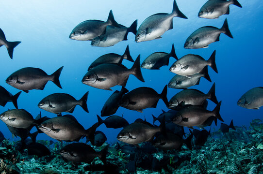 A School of Fish