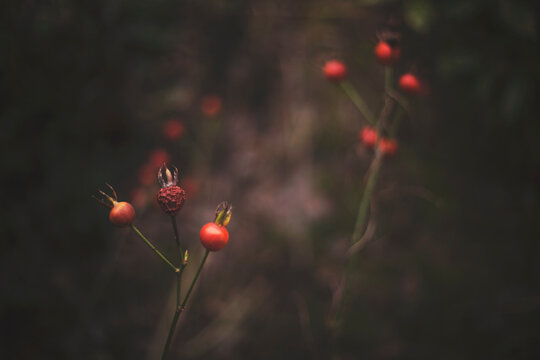 Rose hips on leafless bush