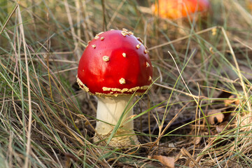 Harvesting forest mushrooms from ecologically clean places