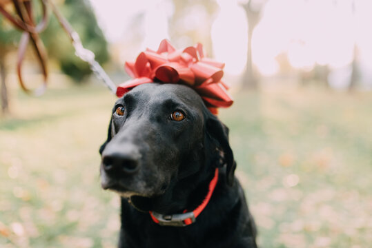 A dog with a christmas bow on its head