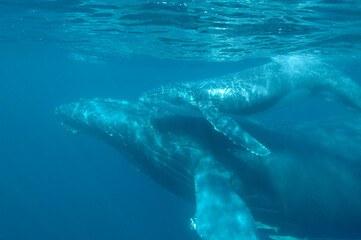 Magic underwater view of a mother and calf humpback whale rising to the surface to breath with so...