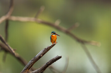common kingfisher or Alcedo atthis is a small colorful bird sitting on perch with natural green background at keoladeo ghana national park or bharatpur bird sanctuary rajasthan india
