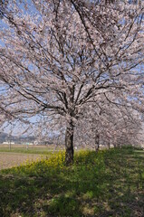 桜と菜の花