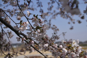 桜と菜の花