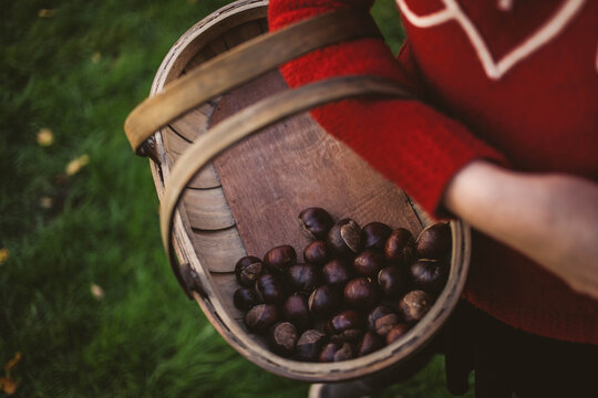 Collecting conkers
