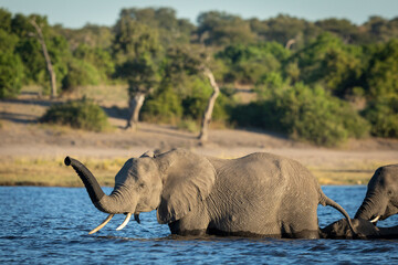 Elephant herd crossing Chobe River in golden afternoon light in Botswana