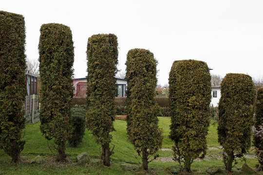 Artistic conifer hedge