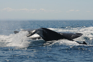 Obraz premium Stunning view of humpback whale group doing a caudal strike in the blue sea of Sainte Marie during a sunny day, Indian Ocean