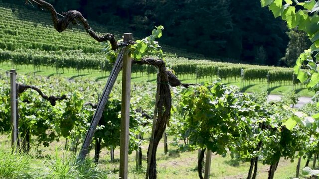 Wind im Weinberg- Sp&auml;tsommerliche Landschaft in einem Weinbaugebiet