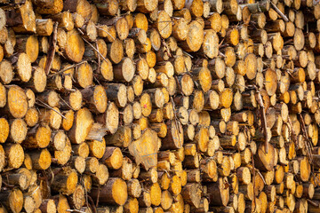 Pile of cut pine trees in polish forest