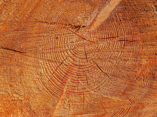 Fototapeta premium Wood close up tree rings