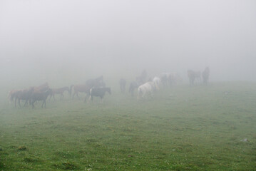 Horses graze on a green meadow in the fog.
Horses grazing the grass on a foggy morning. 