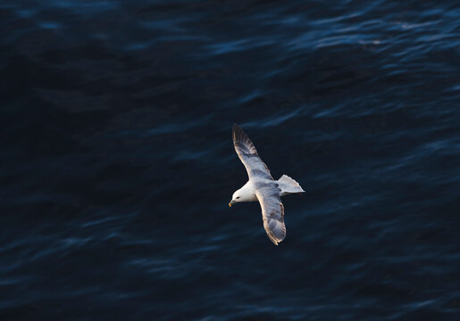 Seagull over ocean water