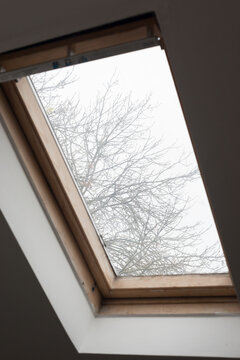trees in winter from the window