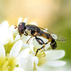 babbler fly sitting on green vegetation close-up, in a natural environment