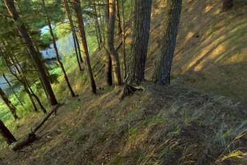 Fototapeta premium The steep bank of the river is overgrown with pine trees. Pine trees on the river bank on a summer evening. View from above.