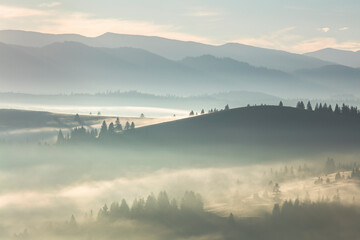 Foggy misty landscape with forest and trees in mountains valley