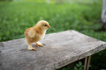 Small yellow chicken on a wooden bench. A wooden bench stands on a green lawn. Space for text.