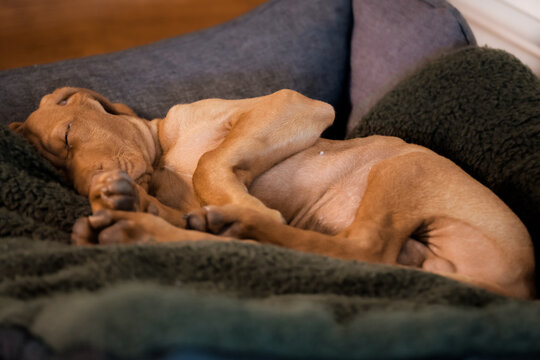 Beautiful cute red golden Magyar Vizsla dog sleeping in a pet bed