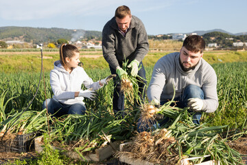 Group of people working on green onions plantation, picking ripe organic vegetables