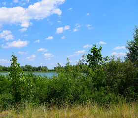 View of many different green foliage in nature