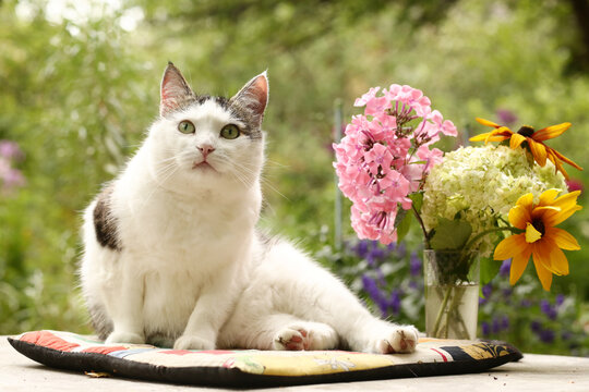 country funny cat outdoor closeup photo relaxing on patchwork pillow