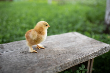 Small yellow chicken on a wooden bench. A wooden bench stands on a green lawn. Space for text.