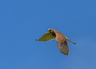 common kestrel (Falco tinnunculus) bird of prey in flight on blue sky