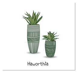 Haworthia. Succulent. Indoor potted plant isolated on white background. Home flowers clipart.