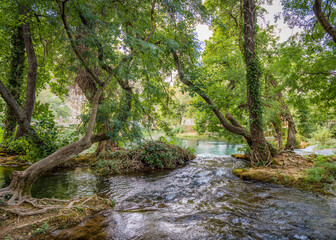 Naklejka premium Bent trees with bare roots on the little islets in the river in the Krka National Park near Skradin, Croatia