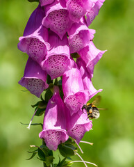 bumblebee flying around foxgloves (digitalis) flower