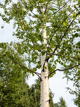 bottom view of green birch tree (betula pubescens, european white birch) in Moscow city in September morning