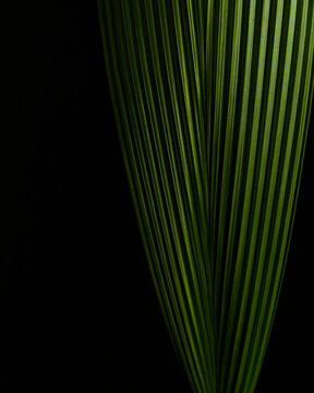 Green Leaf