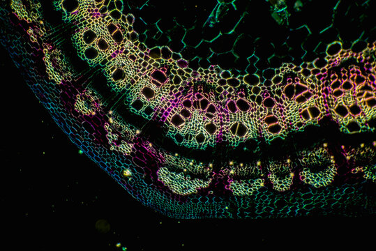 Plant stem sclerenchyma cells