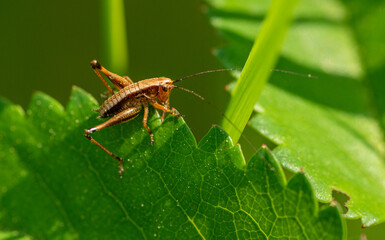 dark bush-cricket (Pholidoptera griseoaptera) grasshopper male on edge of leaf