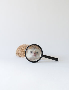 Cuteness Magnified on white background