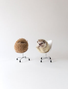 Hedgehogs on white chairs