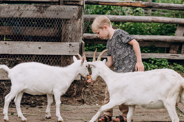 Fair-haired child on the farm. A boy of 7-8 years old is feeding goats.