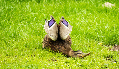 Duck in odd stretching pose