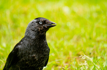 British Jackdaw against grassy background