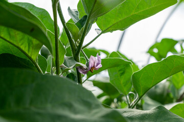 Obraz premium close up of egglant blooming bush in the hothouse.